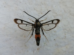 Synanthedon stomoxiformis
