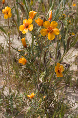 Mentzelia pectinata