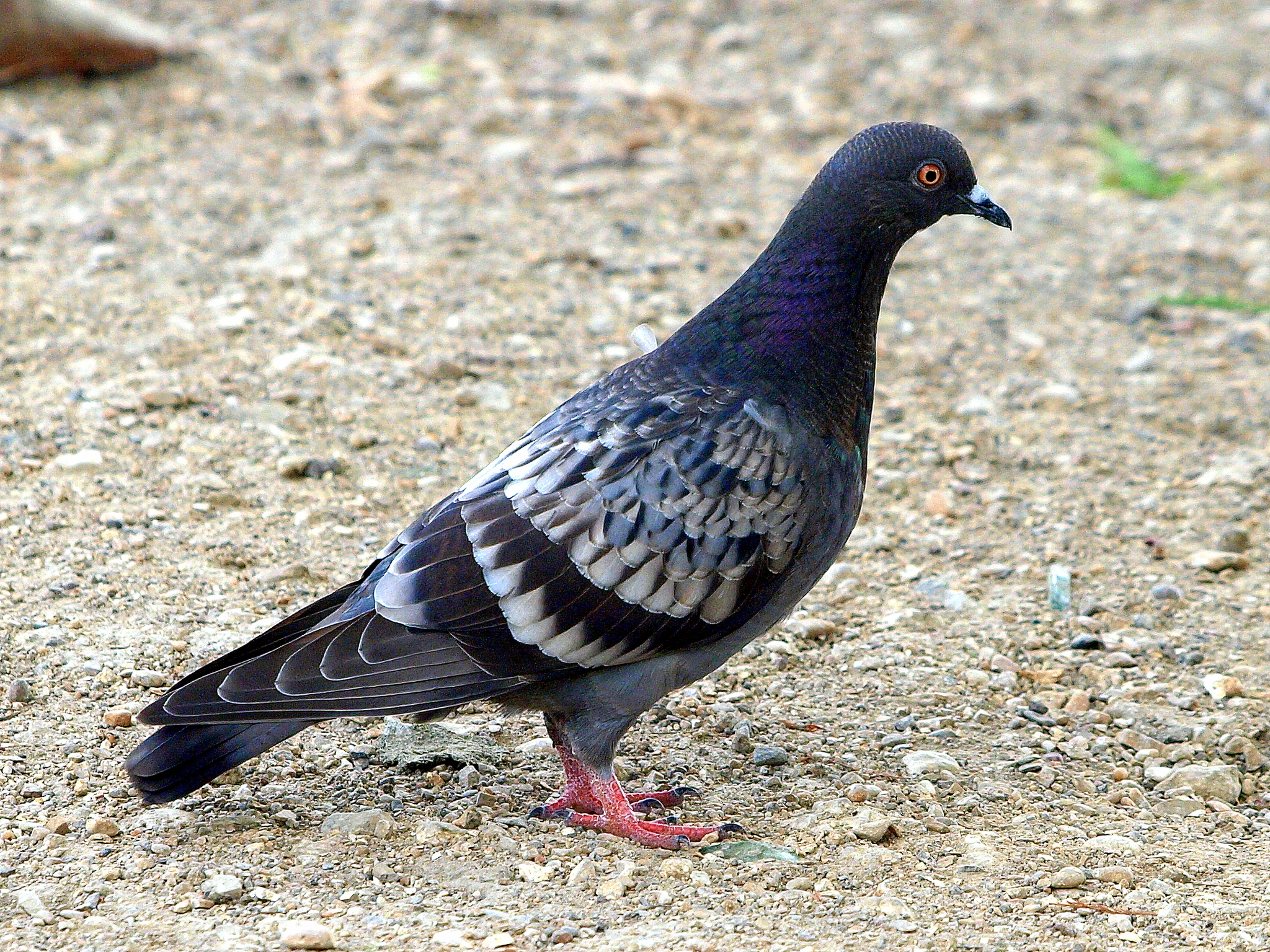 Feral pigeon - Wikipedia