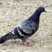 Feral Pigeon - Photo (c) Kala Murphy King, some rights reserved (CC BY-NC-ND), uploaded by Kala Murphy King
