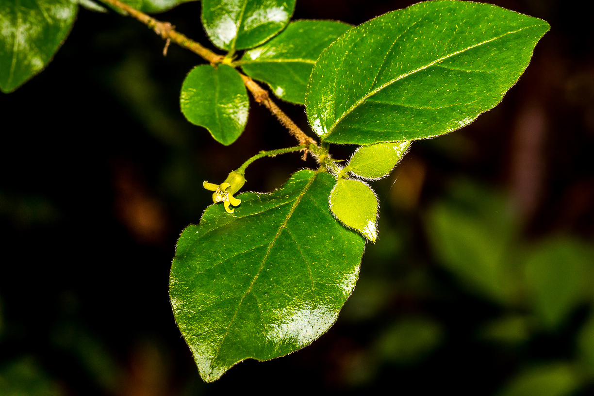 Canthium