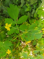 Chelidonium majus