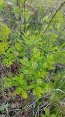 Spiraea flexuosa