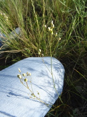 Eremogone procera