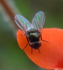 Agromyzinae