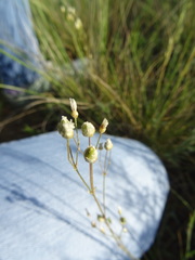 Eremogone procera