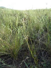 Eremogone procera
