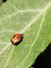 Harmonia axyridis