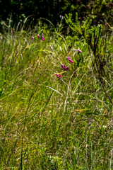 Dierama reynoldsii