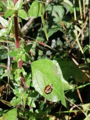Harmonia axyridis