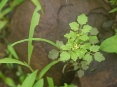 Cardamine trichocarpa