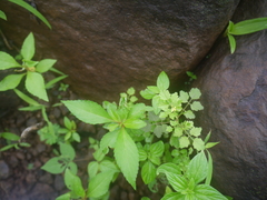 Cardamine trichocarpa