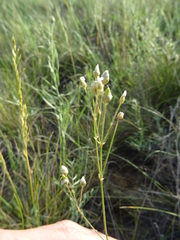 Eremogone procera