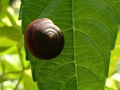 Quantula