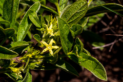 Eriosemopsis subanisophylla