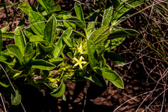 Eriosemopsis subanisophylla