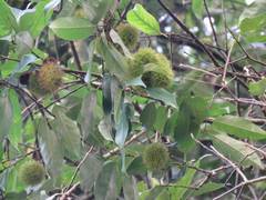 Castanopsis kawakamii