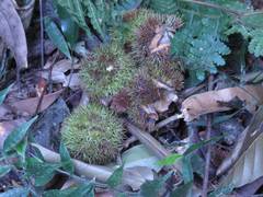 Castanopsis kawakamii