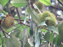 Castanopsis kawakamii