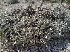 Artemisia hololeuca