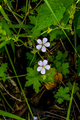 Geranium flanaganii