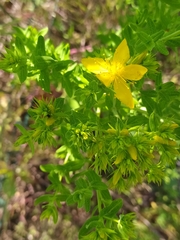 Hypericum perforatum