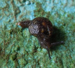 Apothapsia thomensis