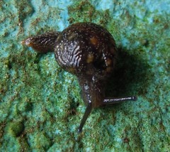 Apothapsia thomensis