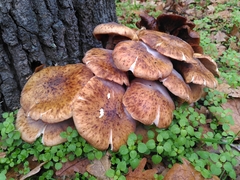 Armillaria mellea