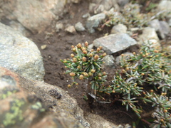 Ephedra frustillata