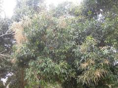 Castanopsis formosana