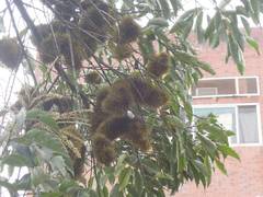 Castanopsis formosana