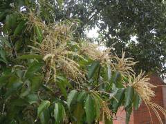 Castanopsis formosana