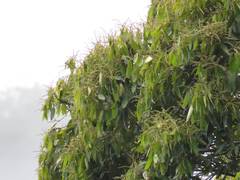 Lithocarpus amygdalifolius