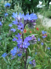 Anchusa leptophylla