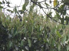 Lithocarpus amygdalifolius