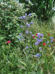 Anchusa leptophylla