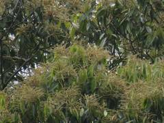 Lithocarpus amygdalifolius