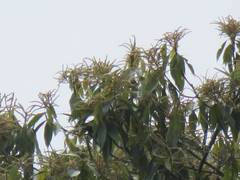 Lithocarpus amygdalifolius