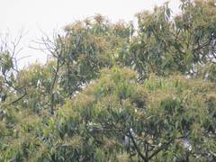 Lithocarpus amygdalifolius