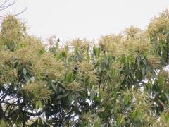 Lithocarpus amygdalifolius