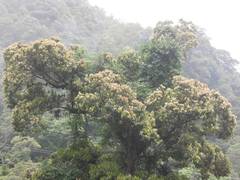 Lithocarpus amygdalifolius