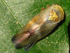 Drabescus