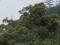 Lithocarpus amygdalifolius