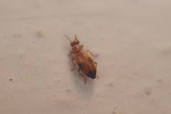 Microhoria