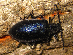 Cerogria janthinipennis