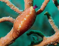 Simnia spelta