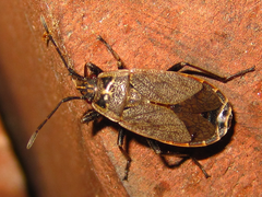 Pyrrhocoris