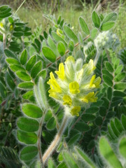 Astragalus dasyanthus