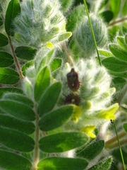 Astragalus dasyanthus